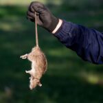 mouse removal sydney
