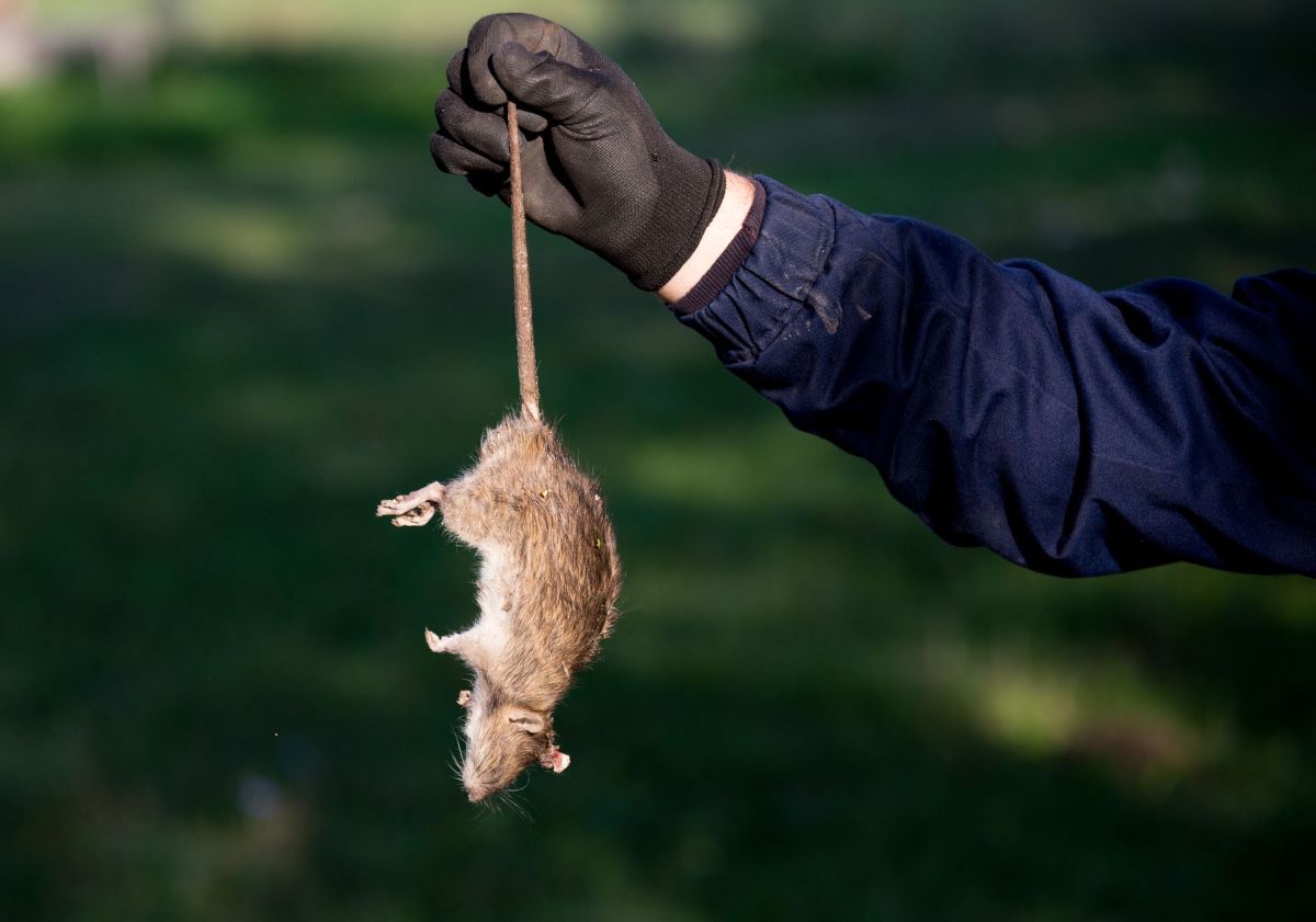 You are currently viewing Prevent Rodent Infestations with Expert Mice Removal in Sydney
