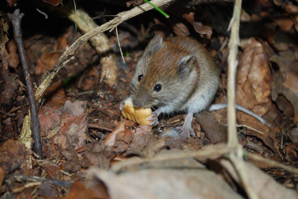 mouse removal sydney