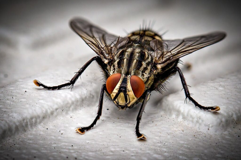 pest control