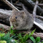 sydney mice removal