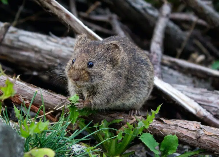 You are currently viewing Why Mice Removal Sydney Costs Vary By Property Size