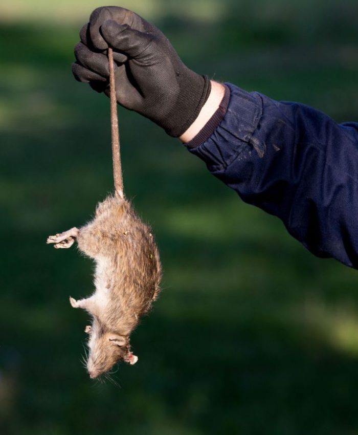 Prevent Rodent Infestations with Expert Mice Removal in Sydney