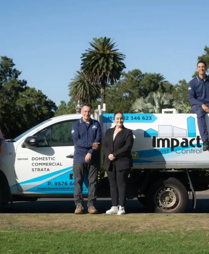 pest control blue mountains